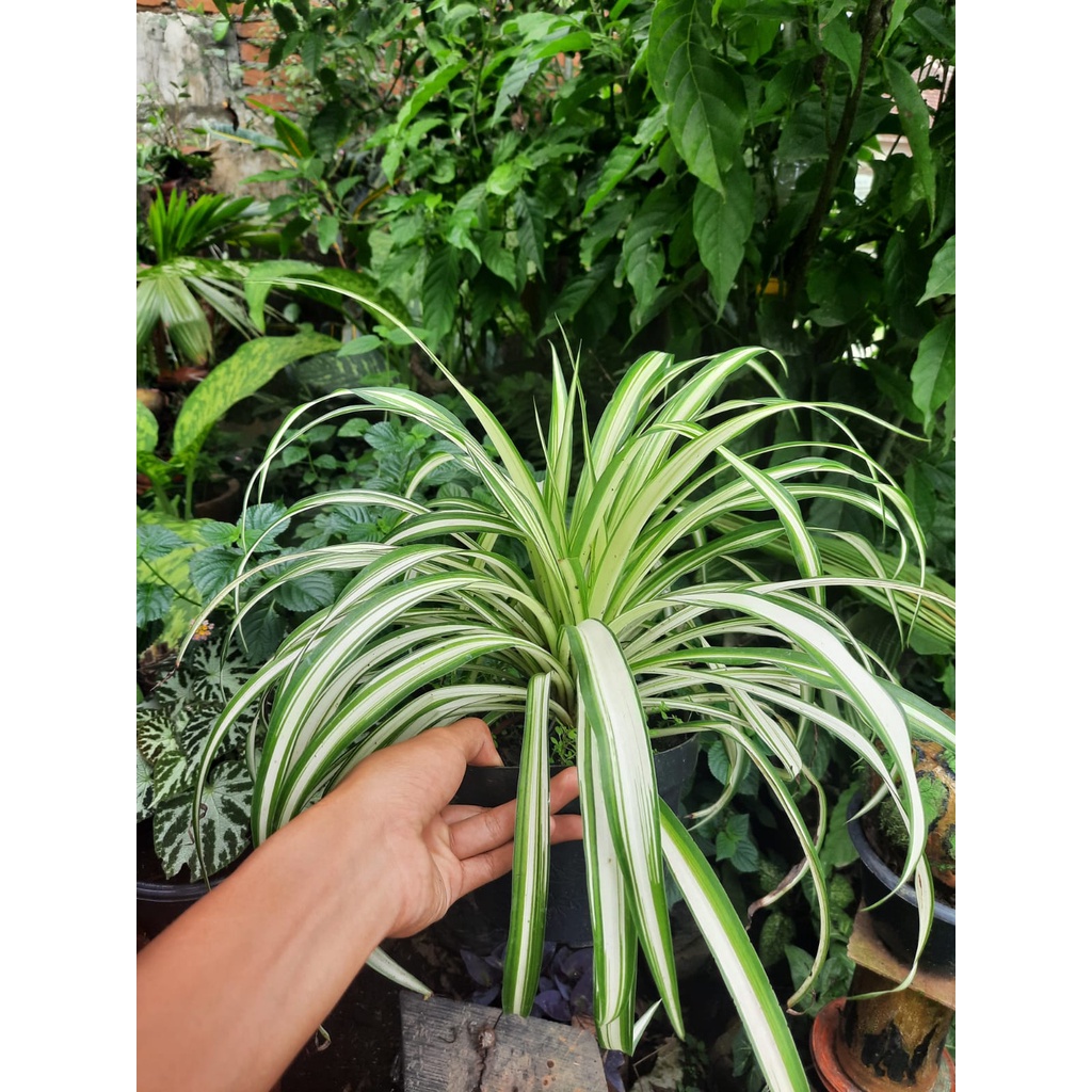 Bibit Tanaman Hias Bulu Ayam/Lili Paris/ Spider Plant