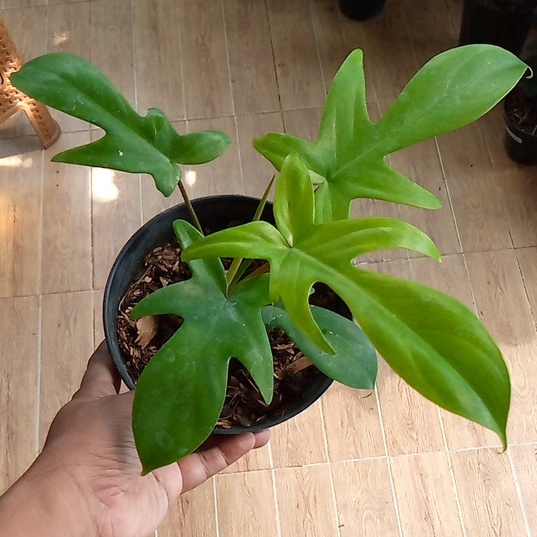 Philodendron FLorida Ghost Mint