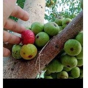 

BUAH LOA LANGKA TERMURAH