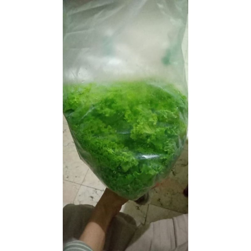 

selada segar Makassar