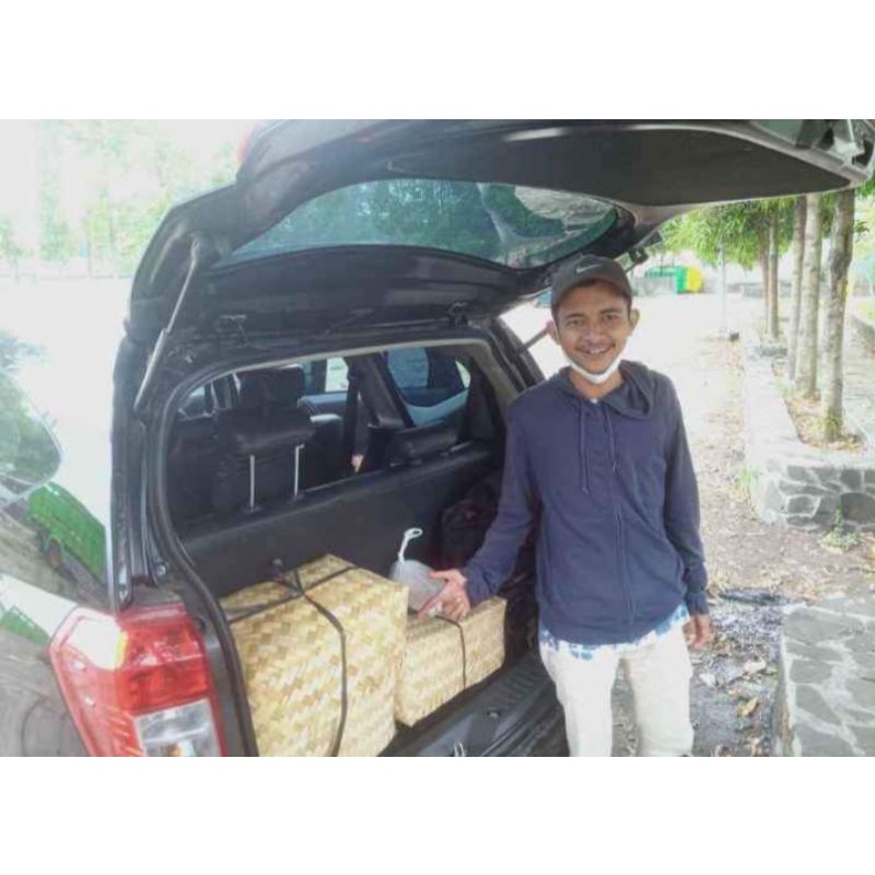 Burung dara / Merpati kolong