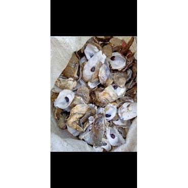 Kulit kerang Oyster/cangkang kerang tiram 1kg media filter/ kolam ikan koi/ph