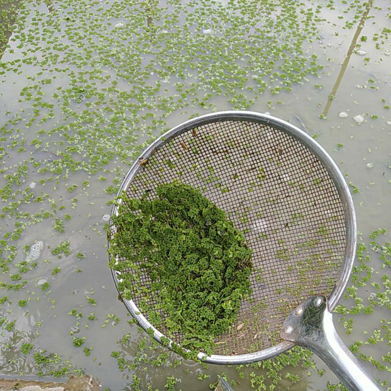 azolla  1kg