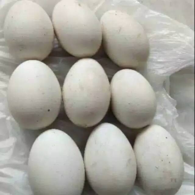 

TELUR ANGSA / TELUR SOANG / TELUR BANYAK untuk di tetaskan dan TEMBUHUK