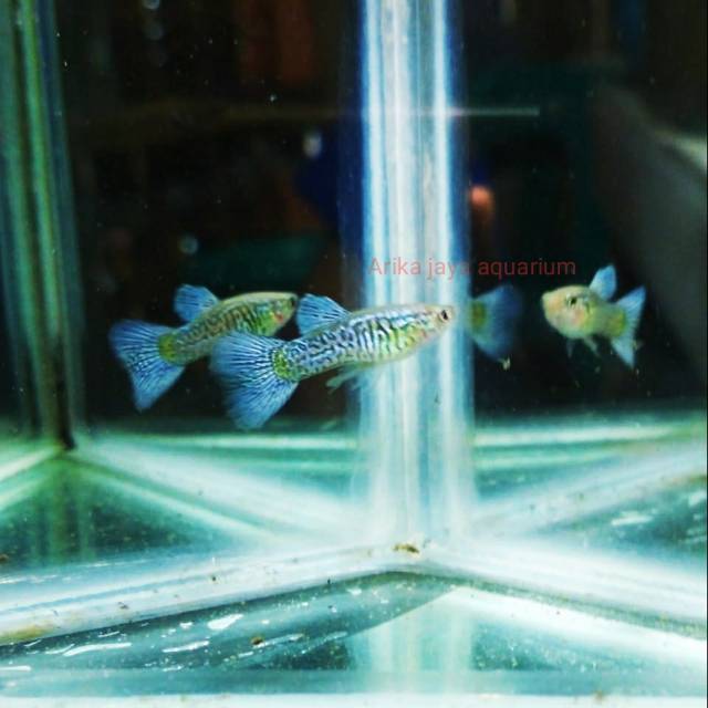 Ikan guppy purple lace untuk mempercantik aquarium dan  