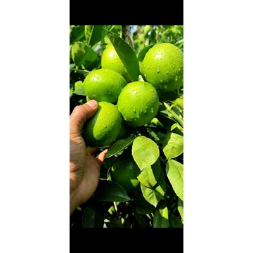 

LEMON CALIFORNIA SUPER KULIT MULUS 1KG (HIJAU)