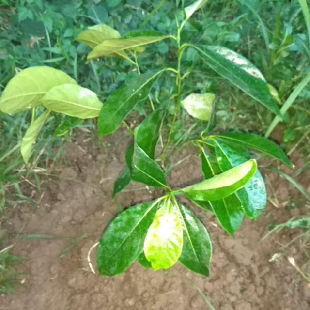 Bibit Nangka Madu