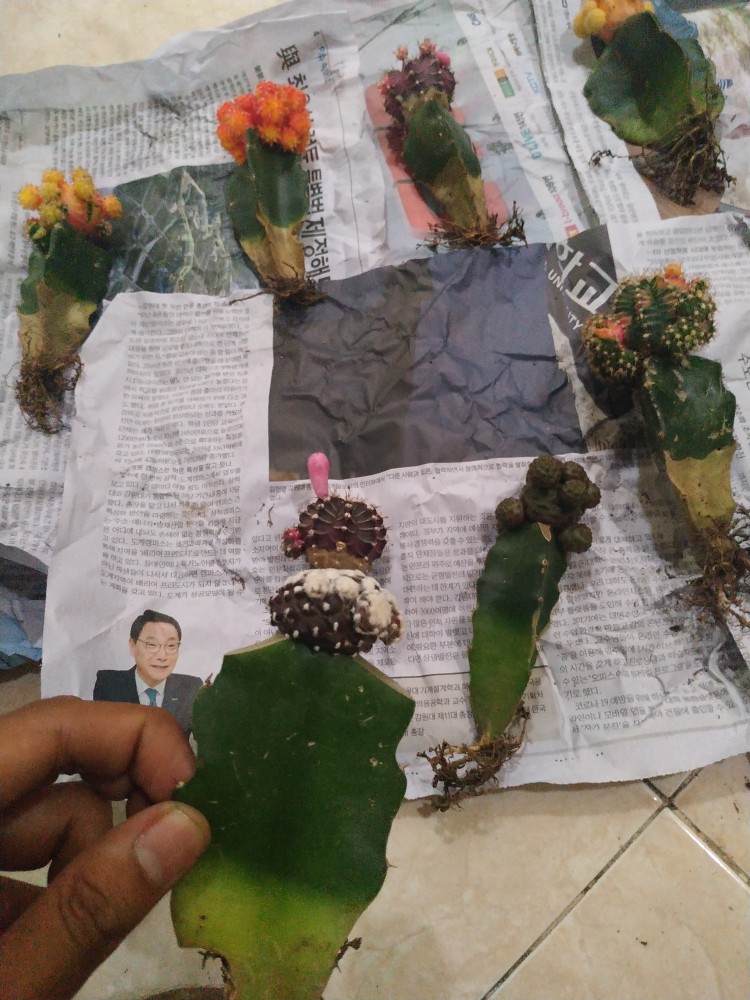 Kaktus Gymno Paket Sultan Dipot 10cm