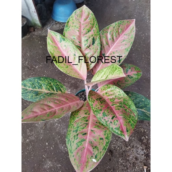 aglonema bigroy indukan SEED_AGLONEMA