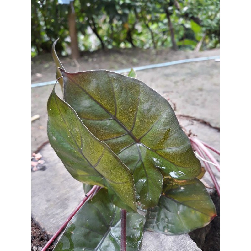 Keladi Hitam Alocasia Senthe ireng Sente hitam Keladi Hitam sente wulung