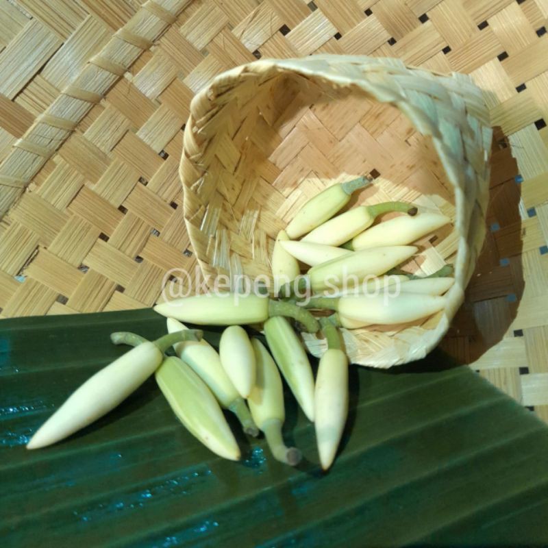 CEMPAKA / BUNGA KANTIL PUTIH SEGAR MURAH