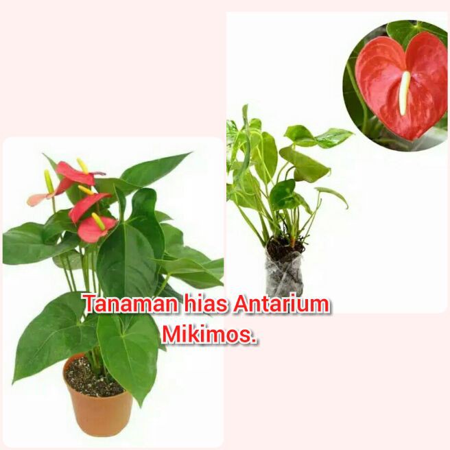 Jual Tanaman Hias Antarium Bunga Mikimostanaman Hias Bunga Shopee Indonesia 6145