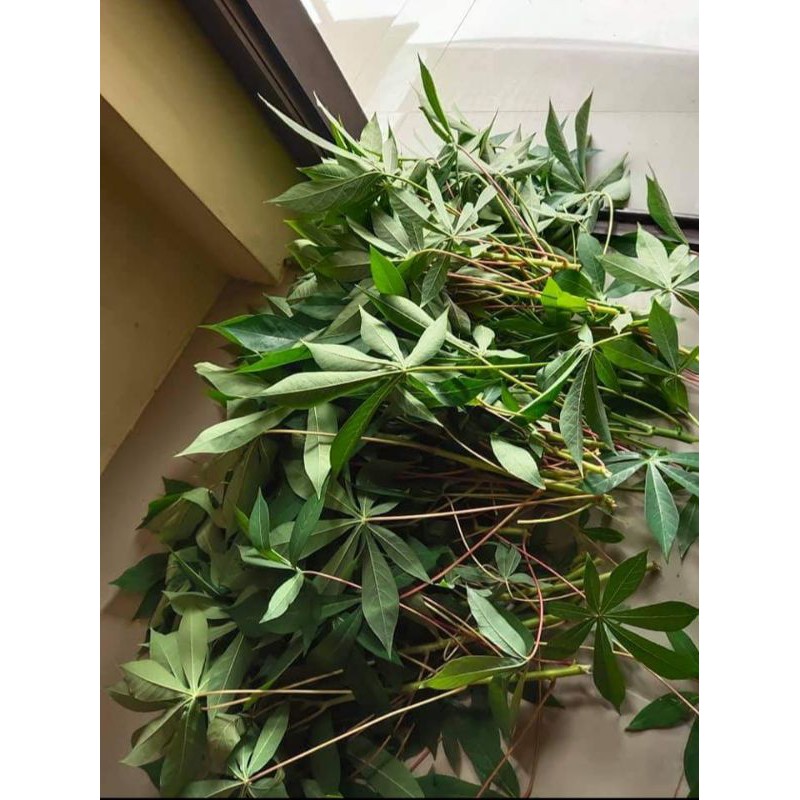 DAUN SINGKONG PER IKAT