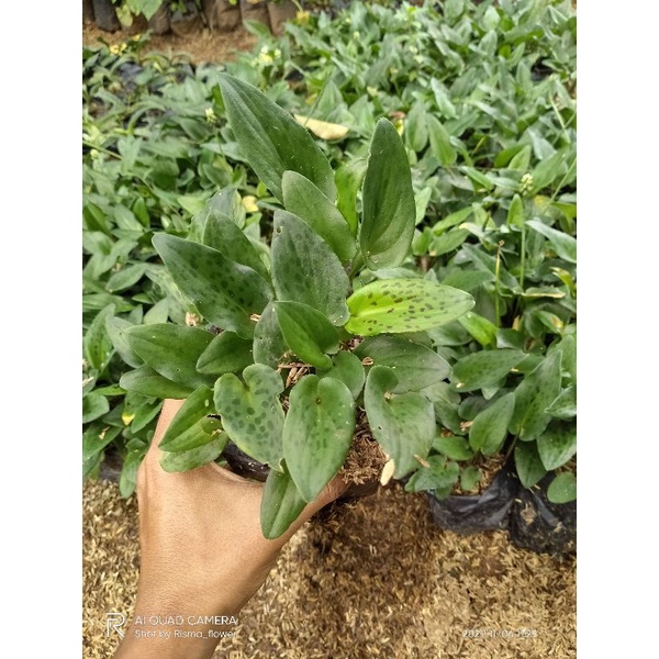 POHON HIAS LIDAH KATAK HIJAU / TANAMAN HIAS HIDUP