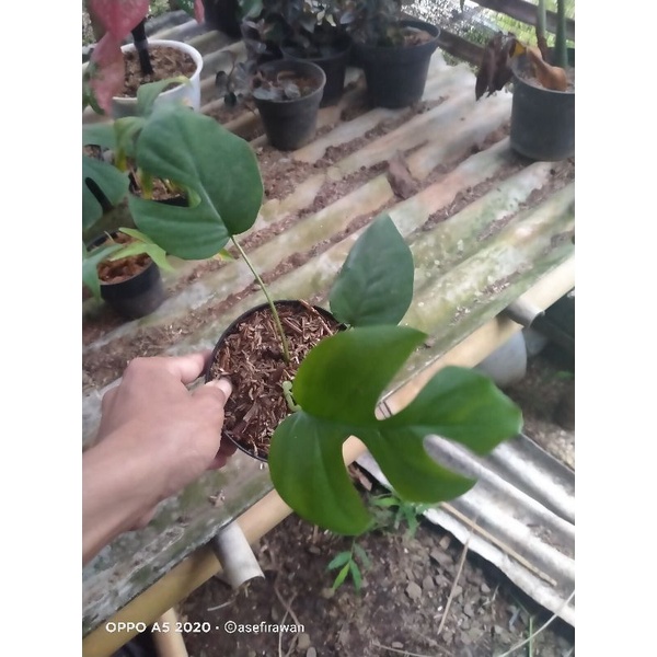 monstera tetrasferma/monstera mini