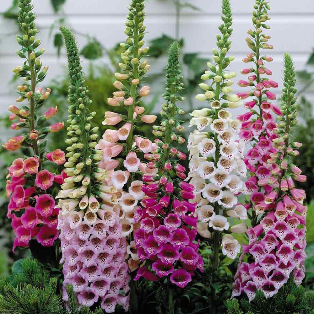 PlantaSeed - 200 Seeds - Foxglove Mixed Color Biji Bunga - PAS0220