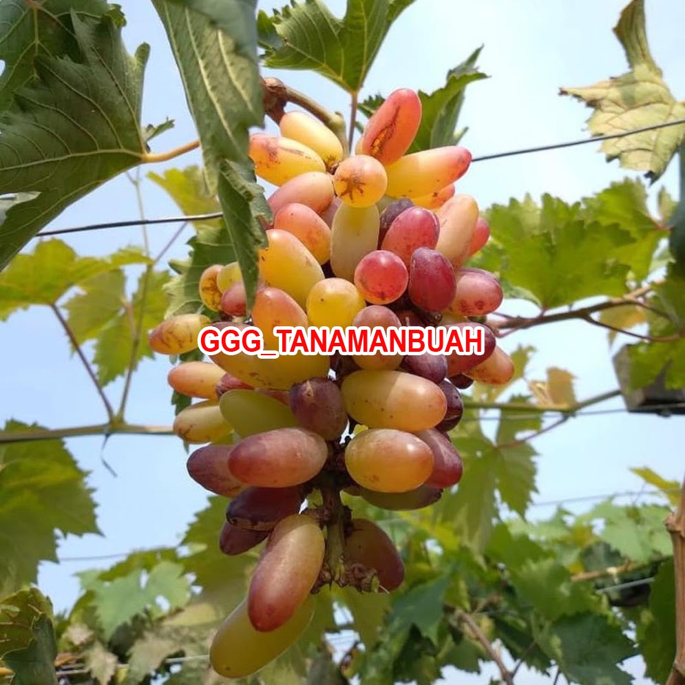 Bibit Anggur Import Oscar Asli Hasil Grafting Cepat Berbuah