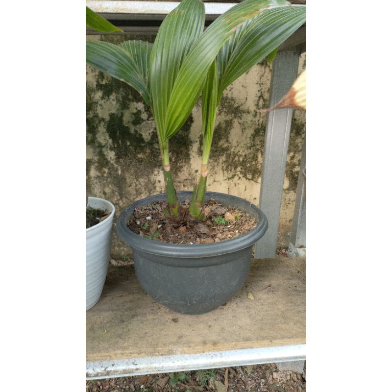 bonsai kelapa gading oren cabang pangkal minon