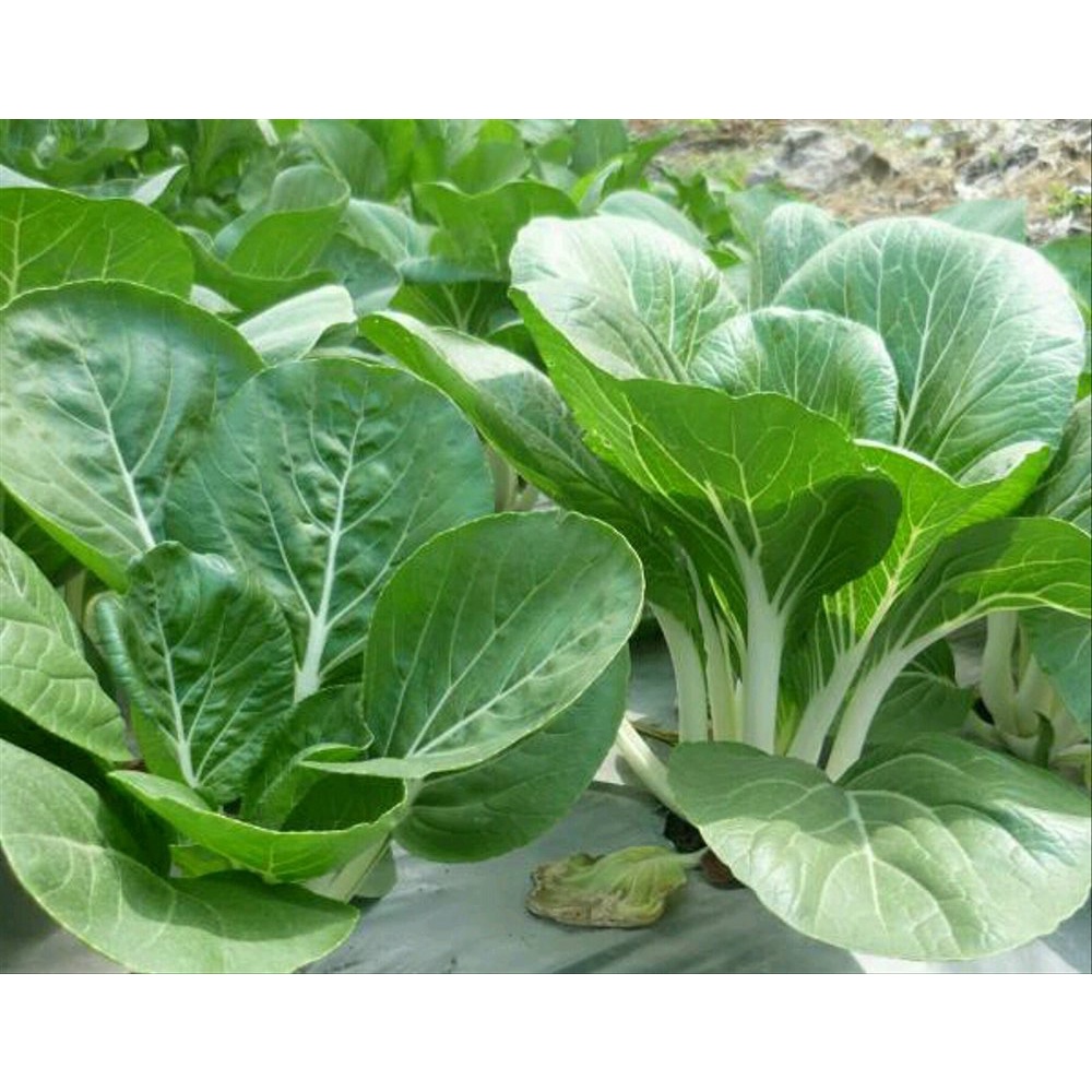 

Caisim Sawi Hijau Ijo Chinese Flower Cabbage 100 gr