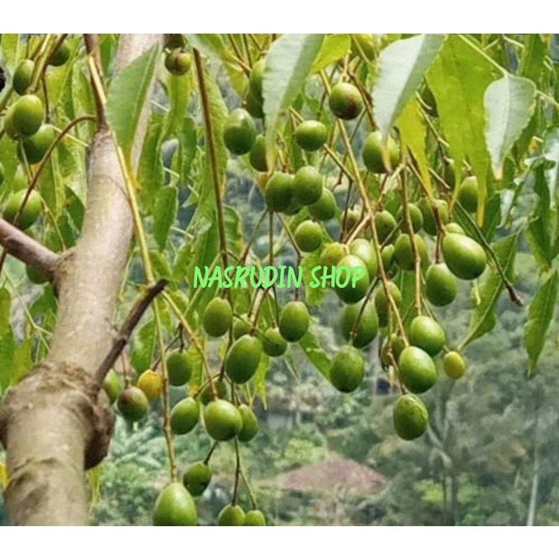 

[Fresh] BIBIT BIJI BUAH MINDI 20 BIJI BIBIT MINDI BIBIT BIJI MINDI BIBIT KAYU MINDI BUKAN BIBIT