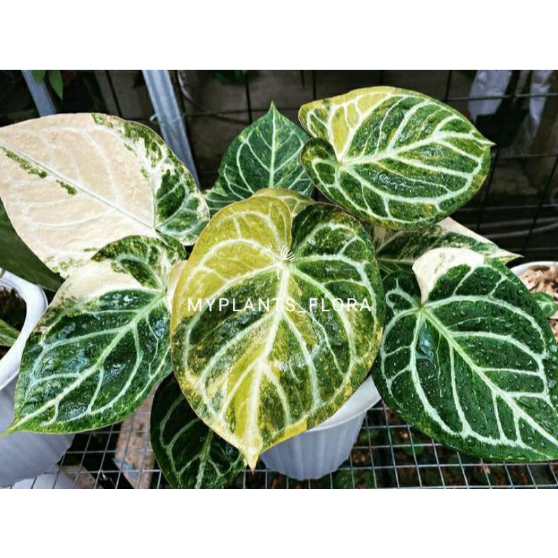 PROMO BIBIT BONGGOL ANTHURIUM DORAYAKI VARIGATA (cod) BIBIT TANAMAN HIAS ANTHURIUM VARIGATA