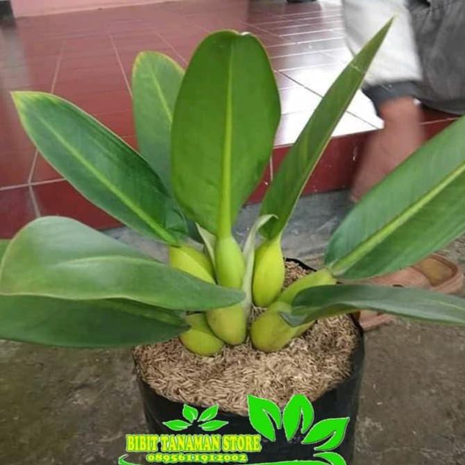 Tanaman Hias Philo Eceng - Philodendron Eceng - Philo Katak