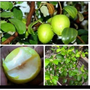 Bibit apel putsa india