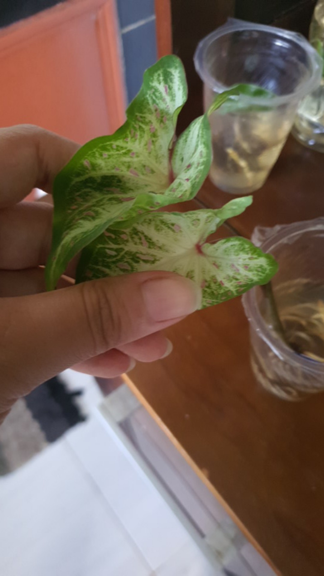 Caladium Gingerland / Dikirim Anakan Keladi Gingerland
