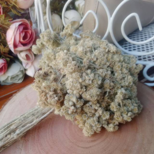 Bunga edelweis bahan mahar dan craft rustic Shopee Indonesia Bunga edelweis bahan mahar dan craft rustic Shopee Indonesia