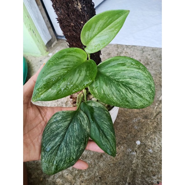SCINDAPSUS VARIGATA MINT / variegata