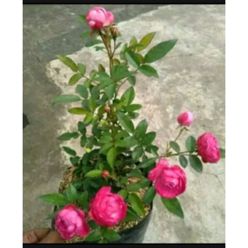 stek bunga mawar tanaman hias bunga mawar