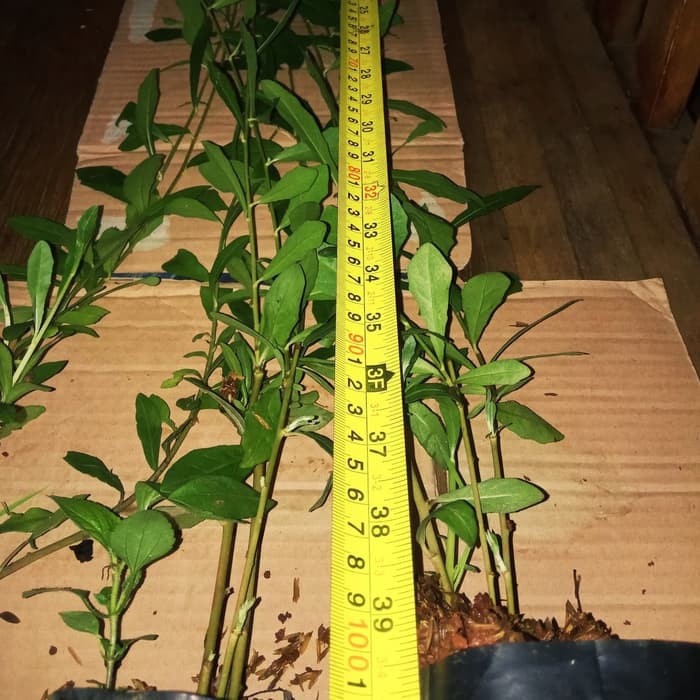 tanaman menjuntai lee kwan yew panjang 1 meter - lee kwan yew 1 meter