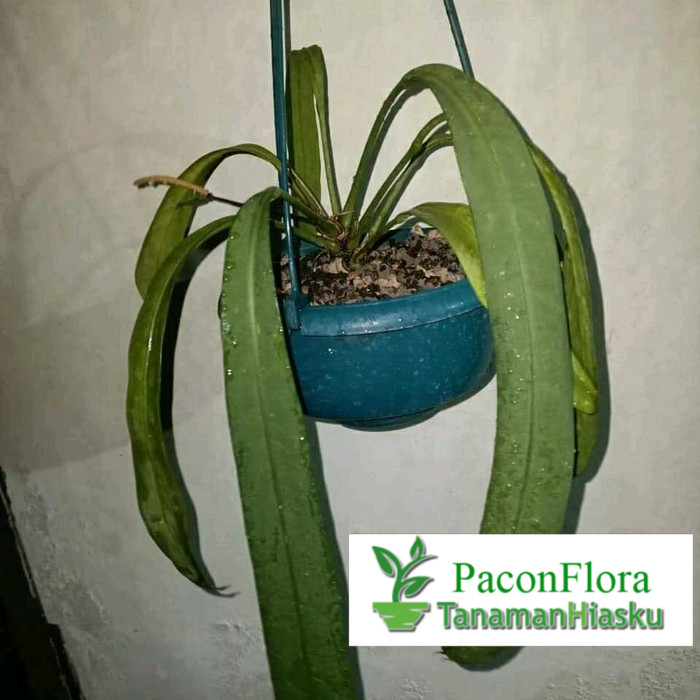 ANTHURIUM DASI | TANAMAN ANTHURIUM DASI | COLECTION