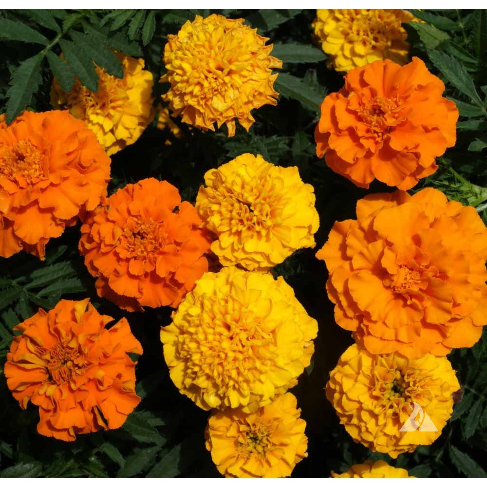 5 Benih Bunga Marigold French Petite Mix Bibit Tanaman Bunga Warna Warni Kuning Premium Unggul