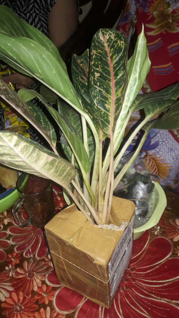 Tanaman Hias Sri Rezeki Crispum-aglonema Crispum-tanaman Indoor-tanaman Outdoor
