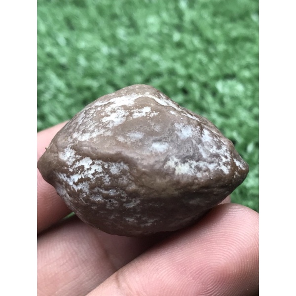 Muncang adu jawa wadas lintang