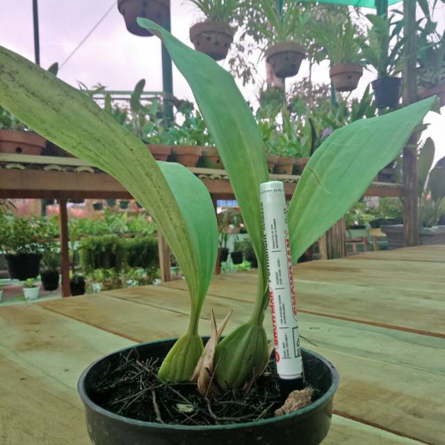 Anggrek Hitam pra dewasa Coelogyne Pandurata