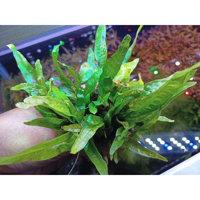 Kadaka Java Fern Tanaman Aquascape 1 ikat