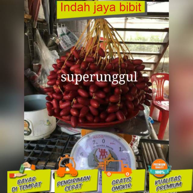 Bibit kurma h1 (BISACOD)