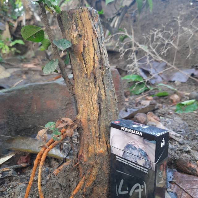 Bahan bonsai sisir mame.