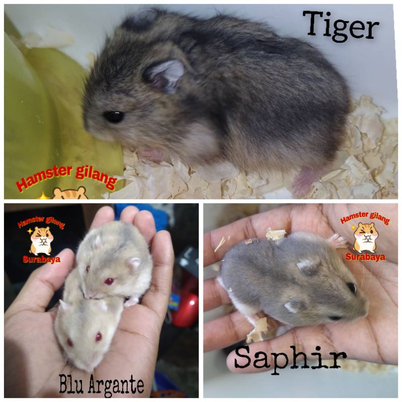 HAMSTER WINTER WHITE JINAK (ARGANTE,TIGER,SAPHIR)