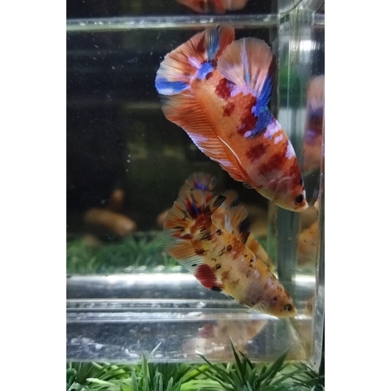 SEPASANG/1 PAIR IKAN CUPANG BABY GIANT MULTICOLOR B.O 4  100% REALPICT (KODE AR11)