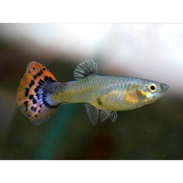 

Guppy Mozaik Cobra Pair ( sepasang )