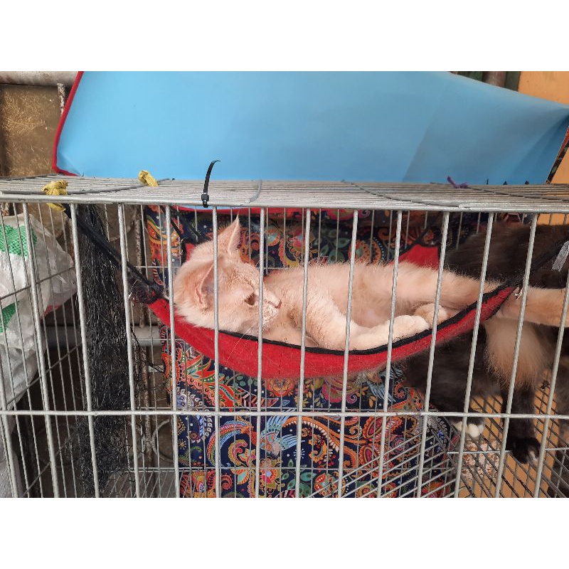 Hammock Ayunan | Tempat Tidur Gantung Kucing