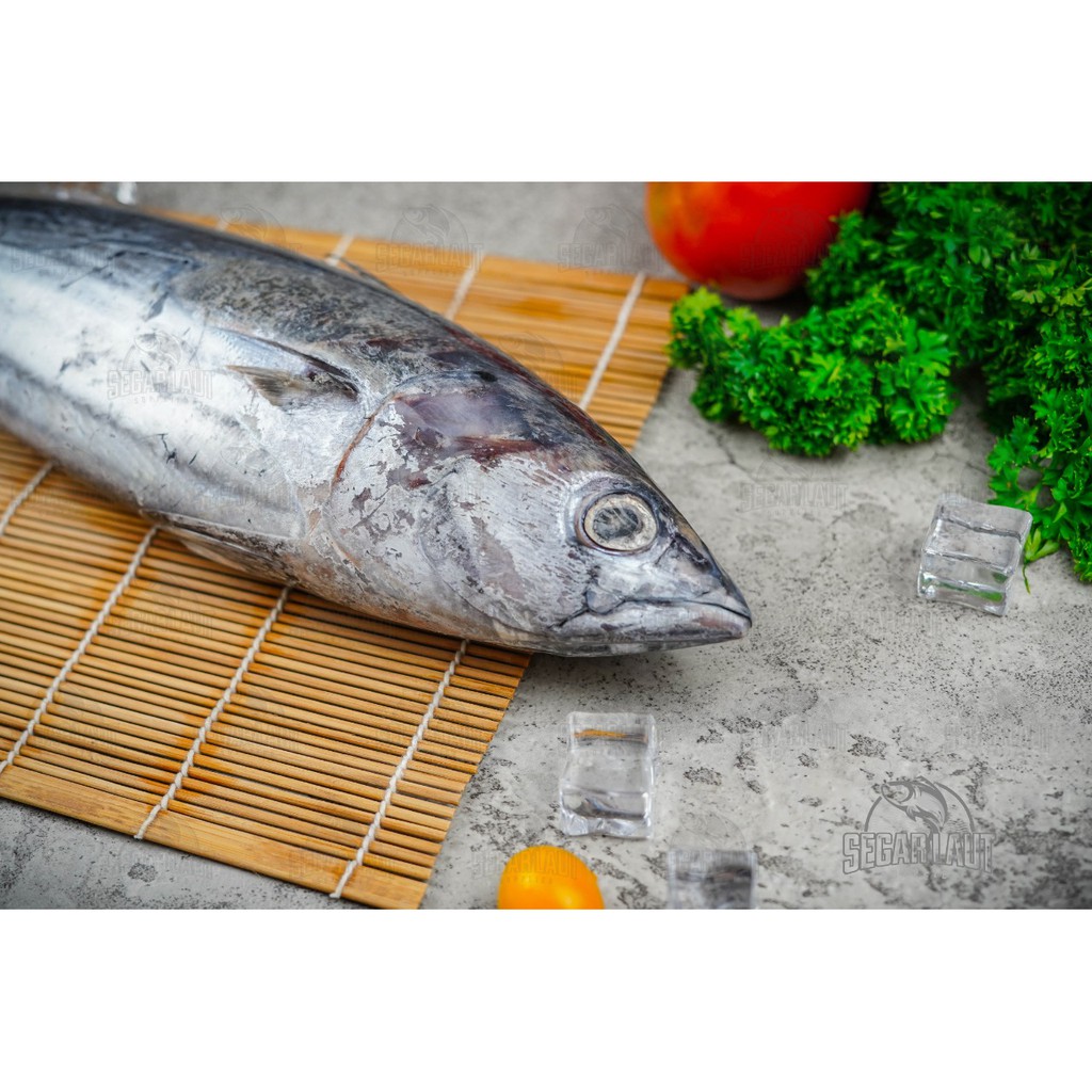 

IKAN CAKALANG | SKIPJACK | FRESH FROZEN & SEGAR