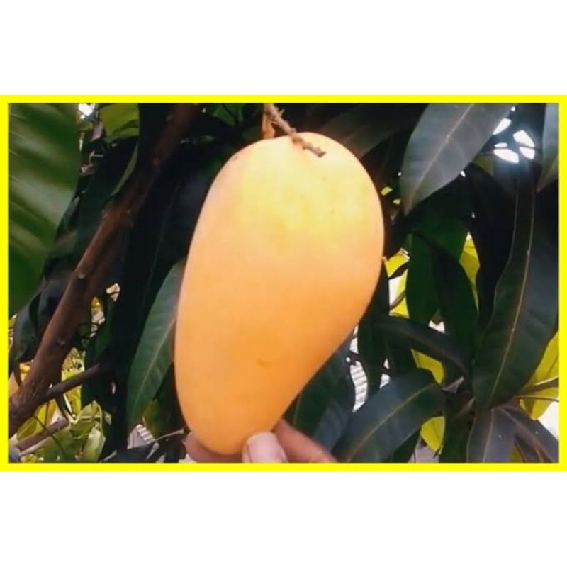 mangga golden