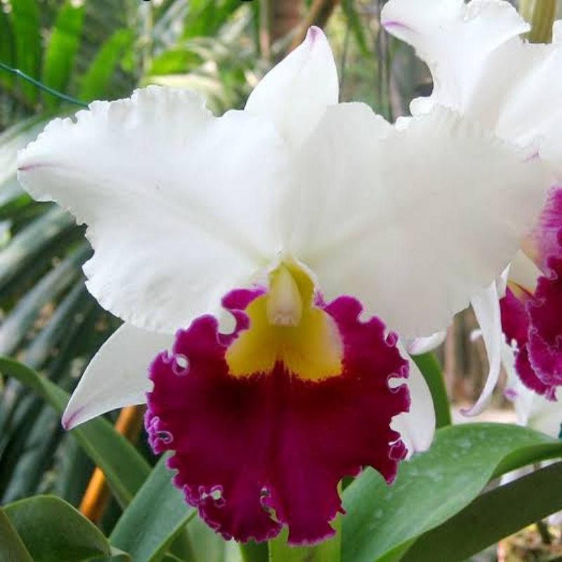 Cattleya Blc Chyong Guu Swan