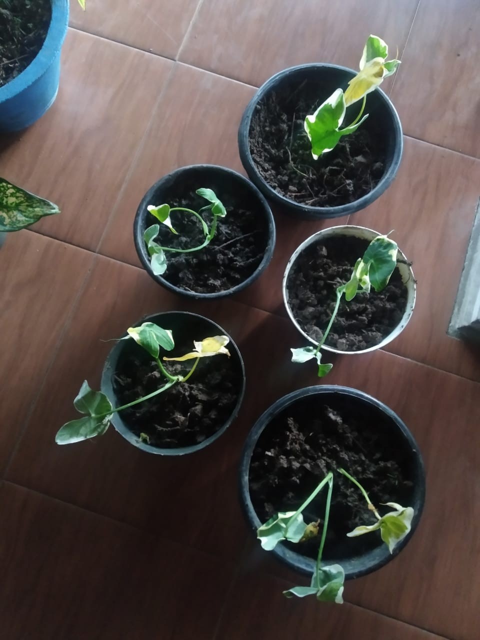 Keladi Kantong Semar