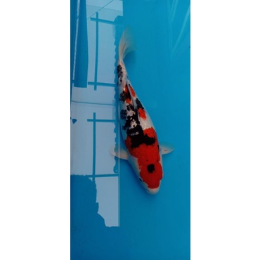 ikan koi sanke ginrin ukuran 15-17cm