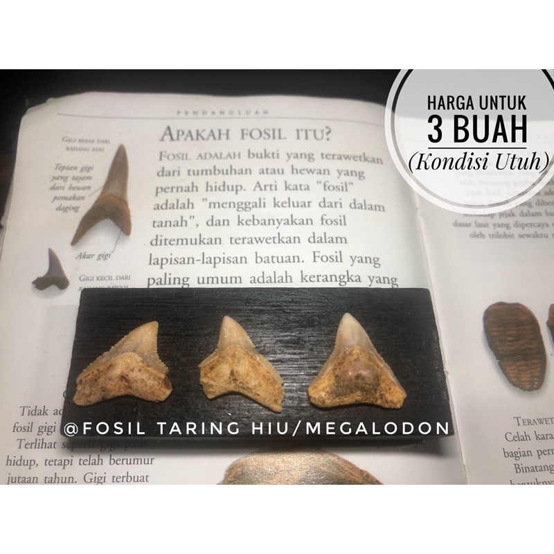 Fosil Gigi Hiu Purba H24 atau Fosil Taring Megalodon atau Fosil Hewan Temuan